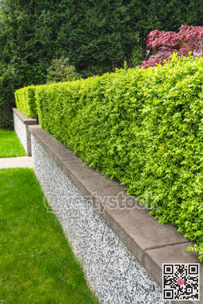 Green hedge fence on land terrace in front of a house.