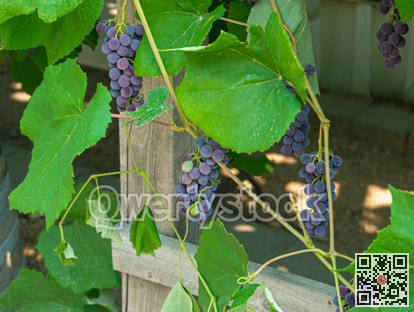 Fascicles red grape growing among the leaves. Vine racemules of red grape.