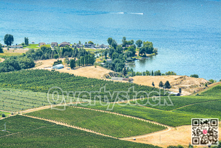 Landscape overview with farmer's land at Okanagan lake on sunny summer day