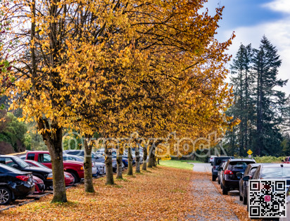 Autumn walkway under yellow trees beside the road with parked cars.