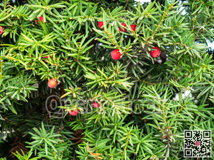 Foliage of Irish yew. Texture of Taxus Baccata berries among green leaves