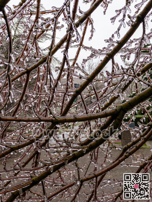 Icicles of freezing rain on tree brenches with office building on background.
