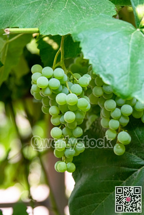 Fascicle green grape among the leaves. Vine branch with racemules of grape
