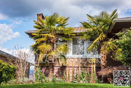 Palm trees in front of residential house on sunny day