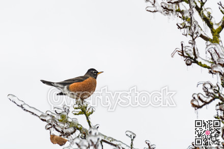 American robin bird on ice covered branch