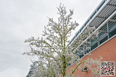 Ice covered tree and office building on overcast sky background