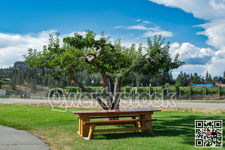 Picnic table at orchard farm under the apple tree