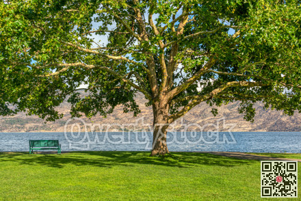 Lonely bench on a lake shore with mountains overview under the chestnut tree