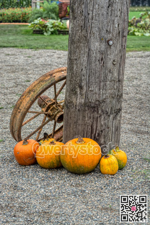 Decorative pumpkins with old rusty tracktor wheel at wooden post