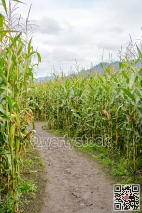 Muddy trail through farmer corn field on cloudy day