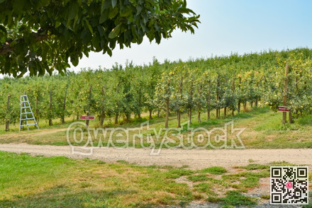 Orchard with apple trees on warm sunny day