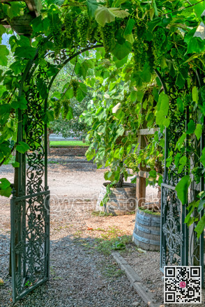 Pathway to a vine yard through the iron cast gate
