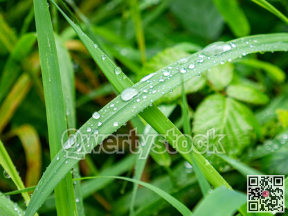 Transparent drops of water on green leaves of grass plant