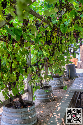 Vine yard half-house covered with black vine plants