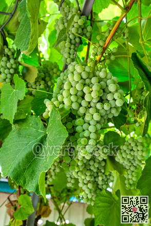 Fascicle green grape growing among the leaves