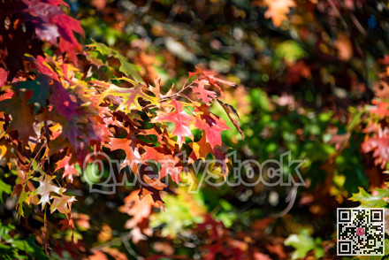 Red and green leaves of mapple tree in sun shining light