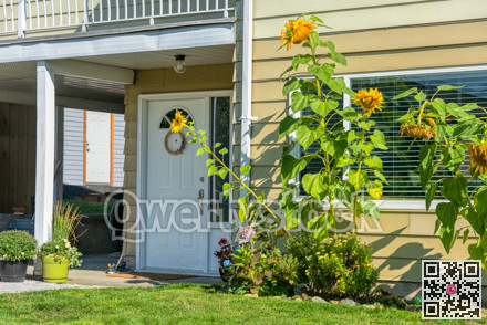 Sunflowers growing at the window beside the entrance door