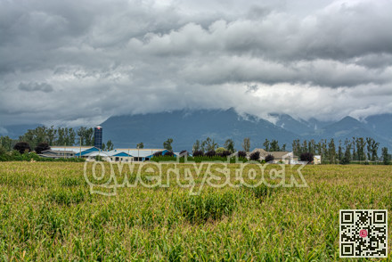 Corn field and agriculture farm on cloudy day in Fraser valley