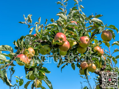 Ripen apples on a tree branch. Apple harvest in fruit orchard