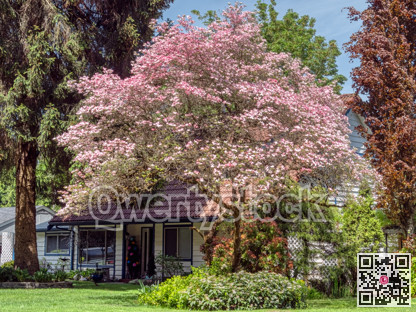 Entrance of residential house in shadow of blossoming tree