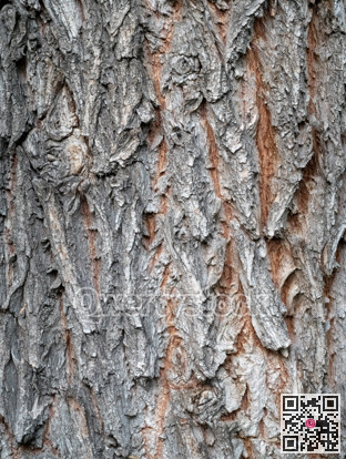 Whipping willow tree grey bark background texture