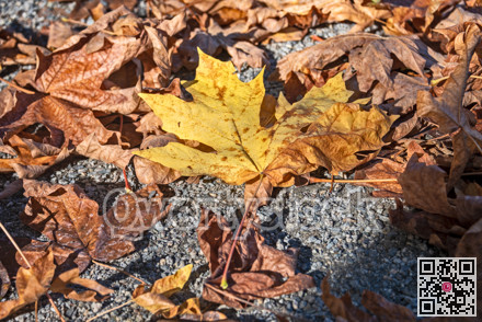 Yellow leaf amont old bug leaves lighted up with sun on autumn season