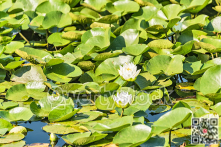 White water lilies among green leaves growing on a lake water surface