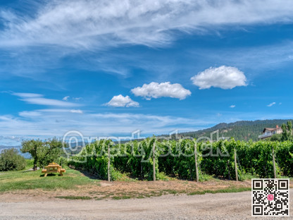 Rows of vineyards on mountain and blue cloudy sky background
