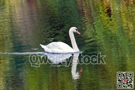 White swan swimming by a lake surface