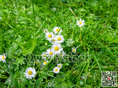 Wild charmomile flowers growing among the grass