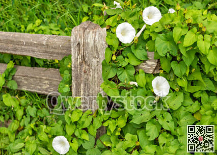 Wild bindweed with white flowers overgrowing wooden fence