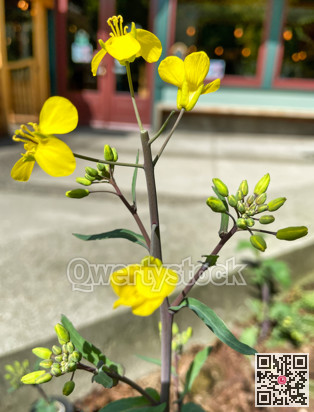 Blossoming yellow flower on a city street background
