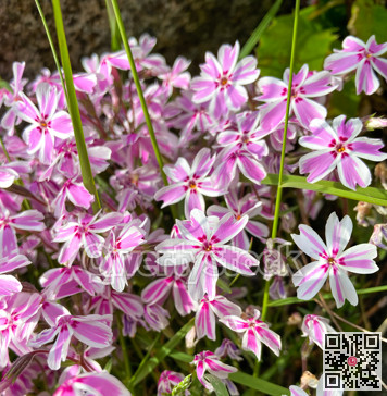 Blossoming pink and white flowers with green grass leaves among them