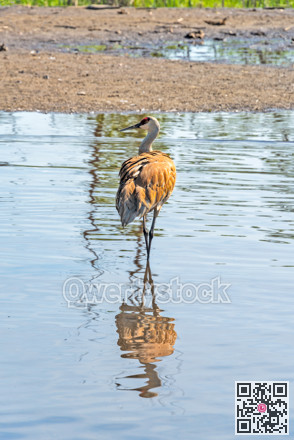Sandhill crane during courting season in nature reservation habitat