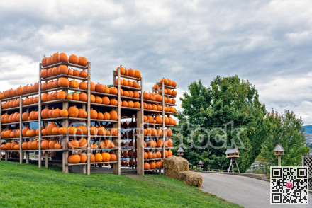 Pumpkin harvest on the stack. Decorative Heloween fortress on the hill