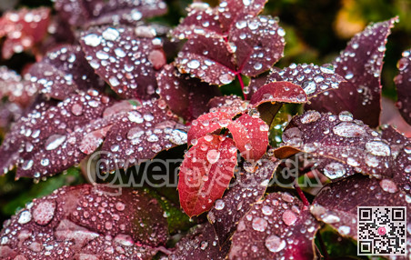 Crimson leaves covered with drops of water on autumn season