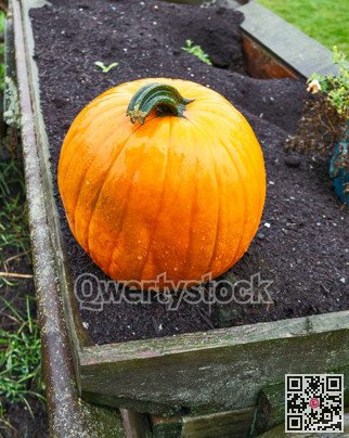 Ripe pumpking laying on veggybed soil, wet under the rain