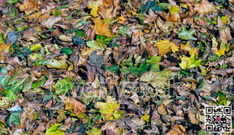 Colorful maple leaves laying on the ground, lighted with the sun light