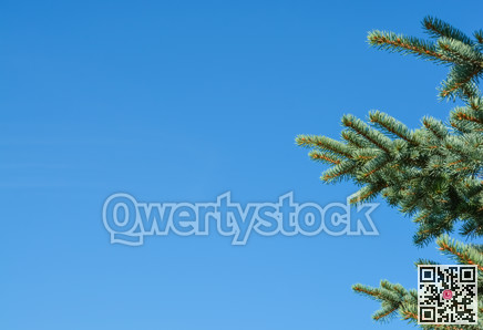 Pine tree branches on blue sky background