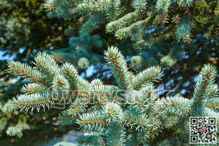 Fir tree branches and green leaves texture background