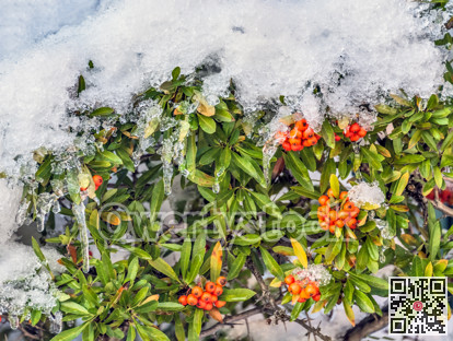 Red berries under the snow on Christmas time in Canada