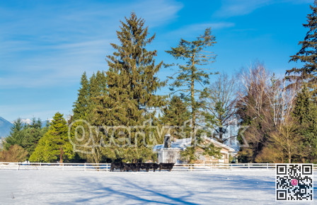 Landscape with live stock-farm on winter season with cattle herd on the snow