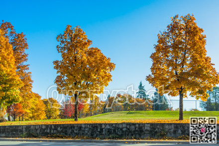 Yellow maples in the park on the land terrace