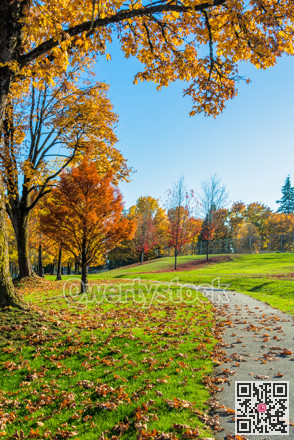 Pathway covered with maple leaves in a park