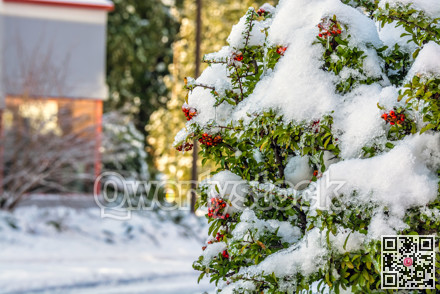 Red berries under the snow on Christmas time in Canada