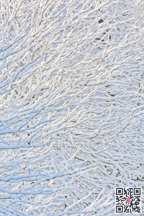 Texture background of tree branches in snow
