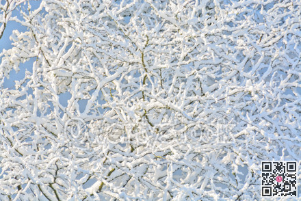 Texture background of tree branches in snow