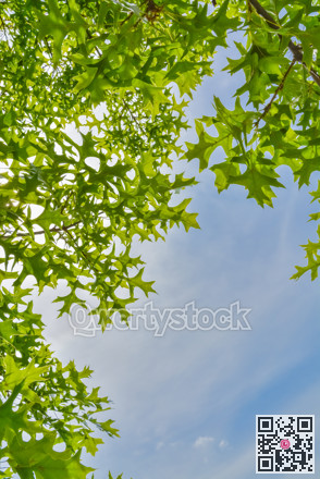 Sun shining through green leaves on blue sky background