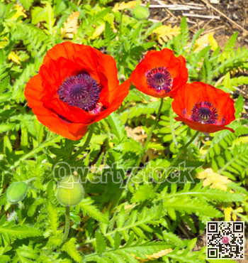 Blossoming red poppy flowers on green leaves background