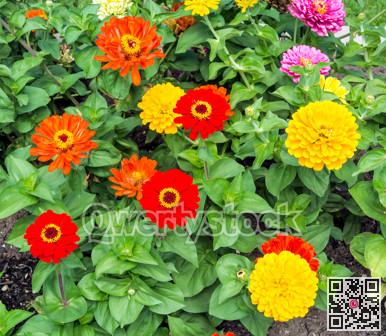 Colored decorative flowers blossoming on green leaves background